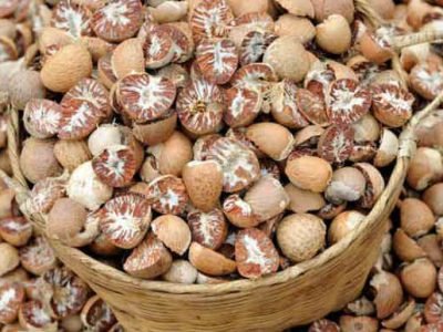 Supplier-Betel-Nut-Indonesia